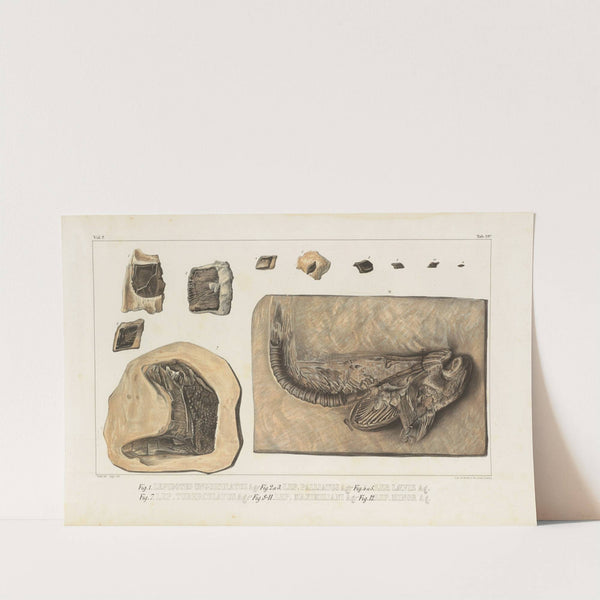 Recherches sur les poissons fossiles Pl.176 by Louis Agassiz