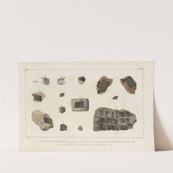 Recherches sur les poissons fossiles Pl.177 by Louis Agassiz