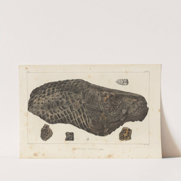 Recherches sur les poissons fossiles Pl.178 by Louis Agassiz