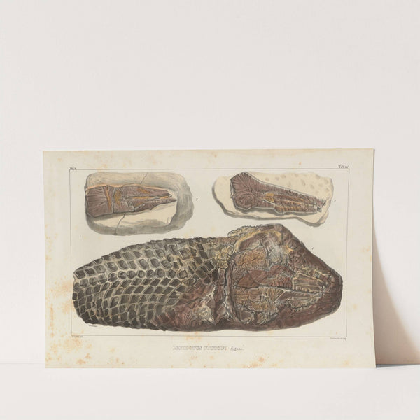 Recherches sur les poissons fossiles Pl.179 by Louis Agassiz