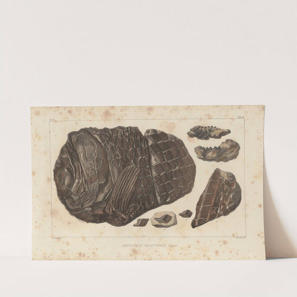 Recherches sur les poissons fossiles Pl.180 by Louis Agassiz