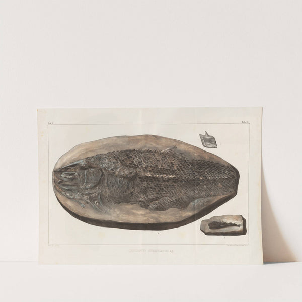 Recherches sur les poissons fossiles Pl.181 by Louis Agassiz