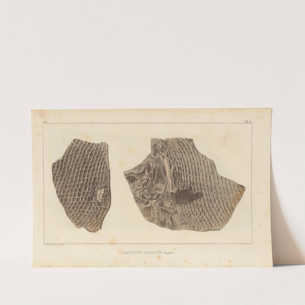 Recherches sur les poissons fossiles Pl.182 by Louis Agassiz