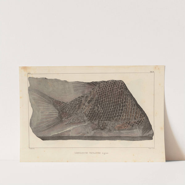 Recherches sur les poissons fossiles Pl.183 by Louis Agassiz