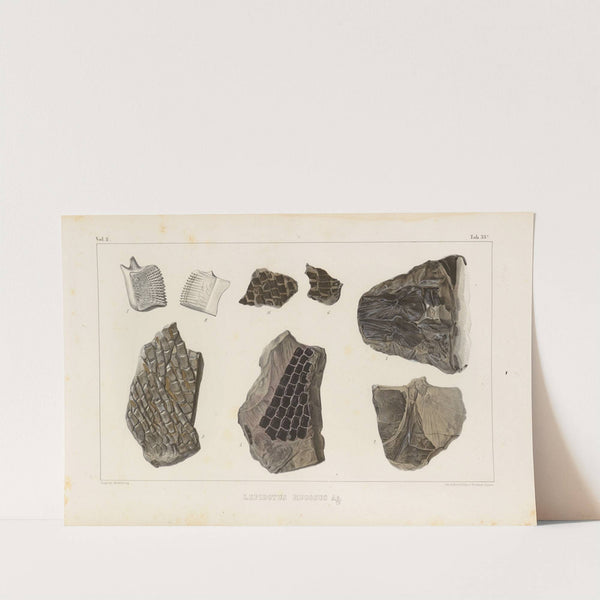 Recherches sur les poissons fossiles Pl.184 by Louis Agassiz