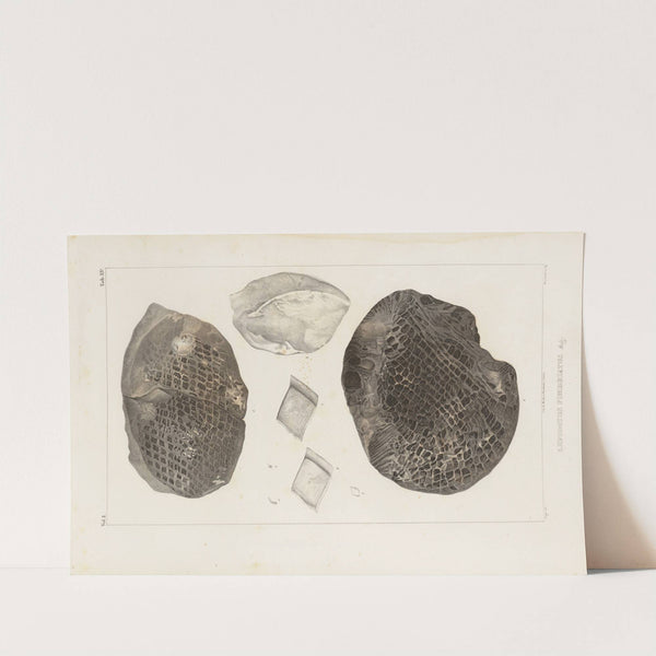 Recherches sur les poissons fossiles Pl.185 by Louis Agassiz