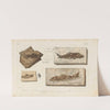 Recherches sur les poissons fossiles Pl.189 by Louis Agassiz