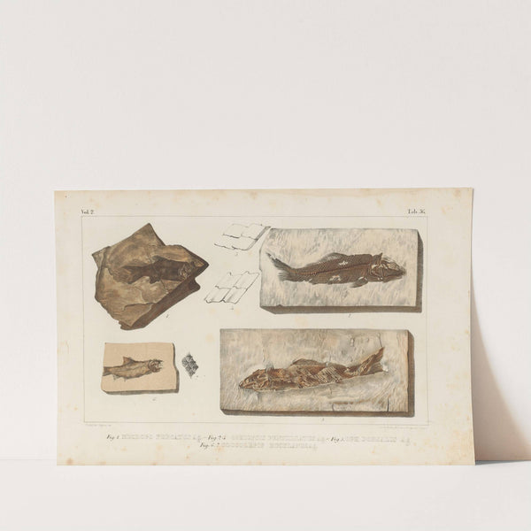 Recherches sur les poissons fossiles Pl.189 by Louis Agassiz