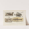Recherches sur les poissons fossiles Pl.190 by Louis Agassiz