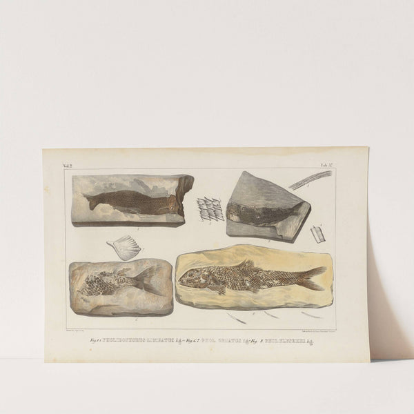Recherches sur les poissons fossiles Pl.190 by Louis Agassiz