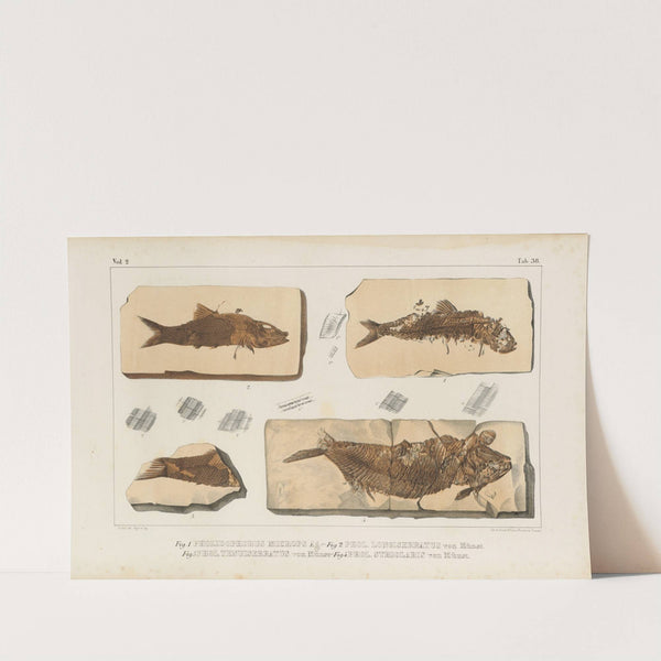 Recherches sur les poissons fossiles Pl.191 by Louis Agassiz