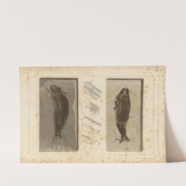 Recherches sur les poissons fossiles Pl.192 by Louis Agassiz