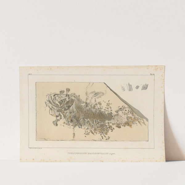 Recherches sur les poissons fossiles Pl.193 by Louis Agassiz