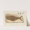 Recherches sur les poissons fossiles Pl.194 by Louis Agassiz