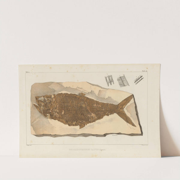 Recherches sur les poissons fossiles Pl.194 by Louis Agassiz