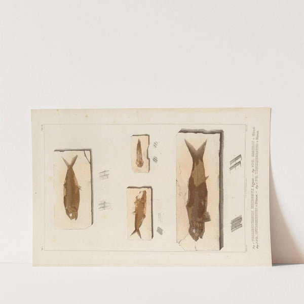 Recherches sur les poissons fossiles Pl.195 by Louis Agassiz