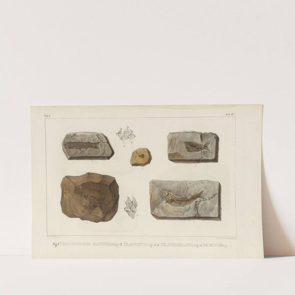 Recherches sur les poissons fossiles Pl.196 by Louis Agassiz