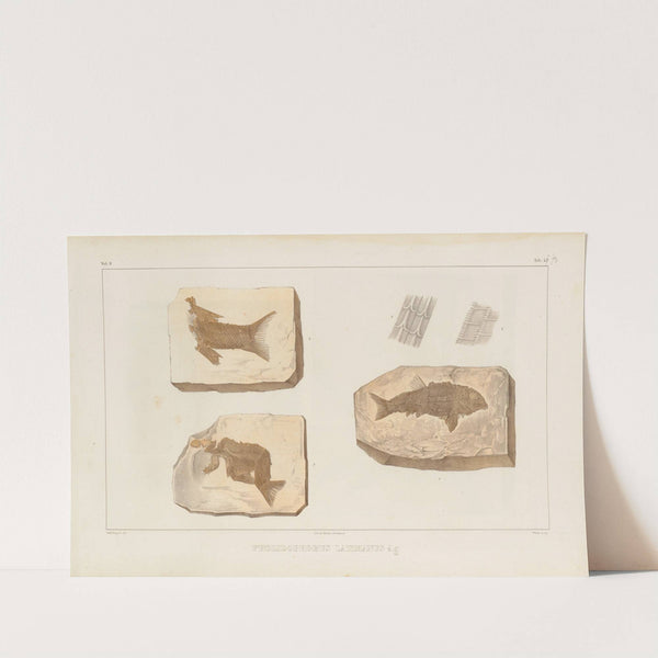 Recherches sur les poissons fossiles Pl.197 by Louis Agassiz