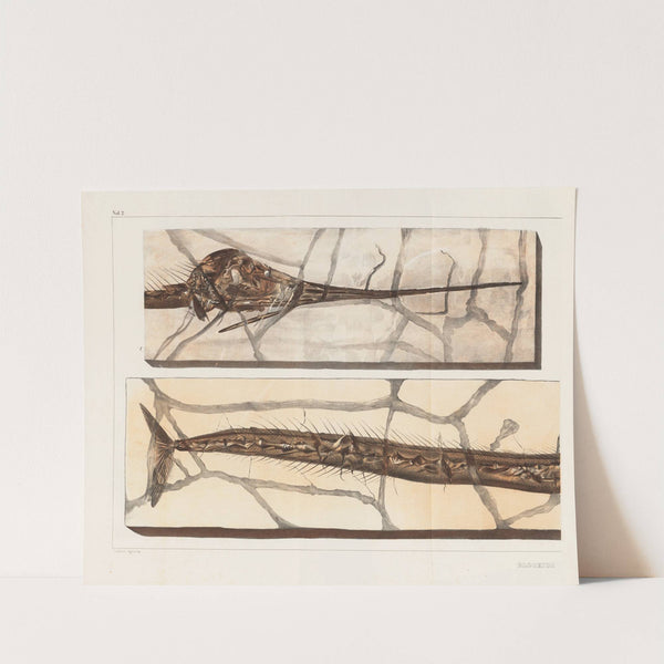 Recherches sur les poissons fossiles Pl.198 by Louis Agassiz