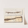 Recherches sur les poissons fossiles Pl.199 by Louis Agassiz
