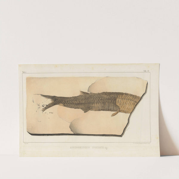 Recherches sur les poissons fossiles Pl.200 by Louis Agassiz