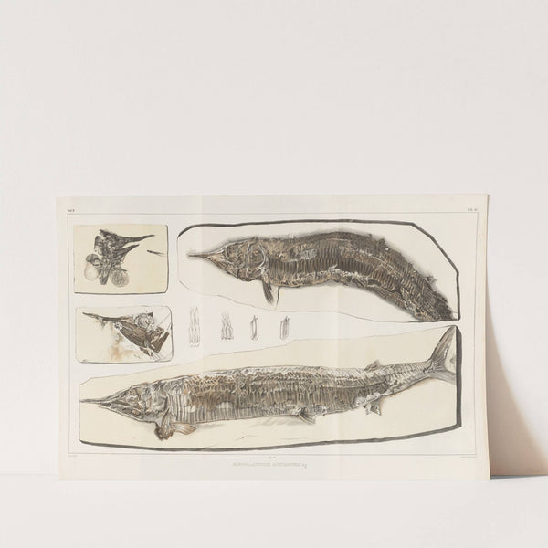 Recherches sur les poissons fossiles Pl.201 by Louis Agassiz