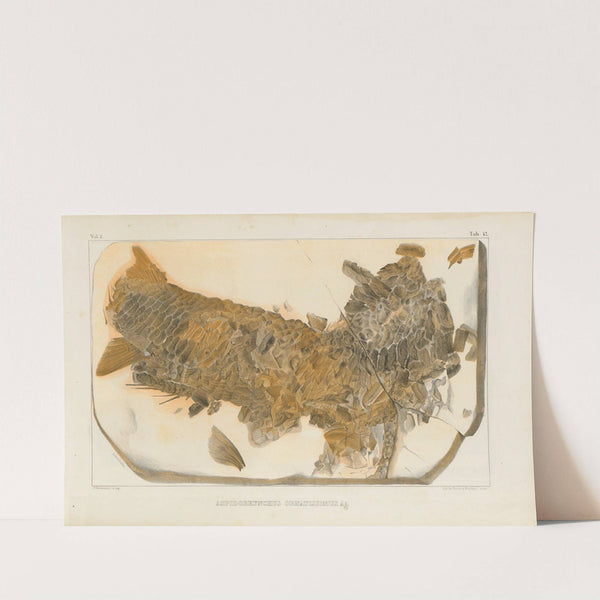 Recherches sur les poissons fossiles Pl.202 by Louis Agassiz