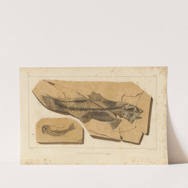 Recherches sur les poissons fossiles Pl.204 by Louis Agassiz