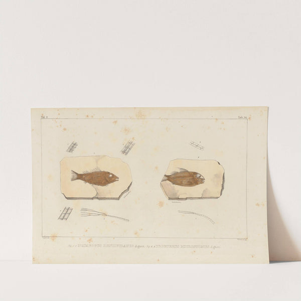 Recherches sur les poissons fossiles Pl.206 by Louis Agassiz