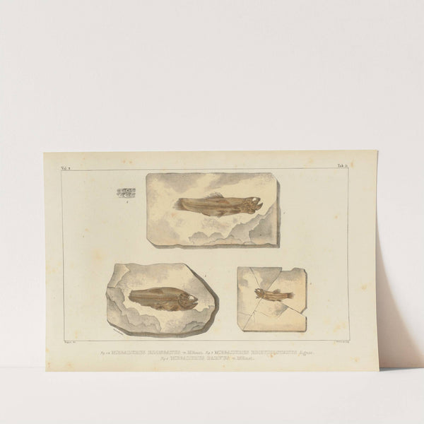 Recherches sur les poissons fossiles Pl.207 by Louis Agassiz