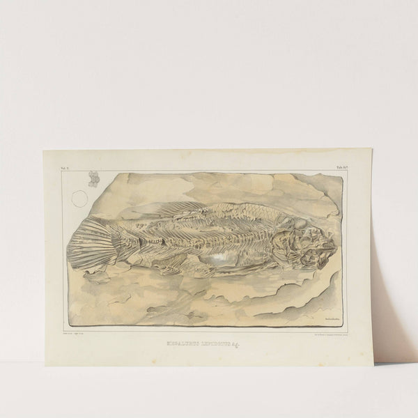 Recherches sur les poissons fossiles Pl.208 by Louis Agassiz