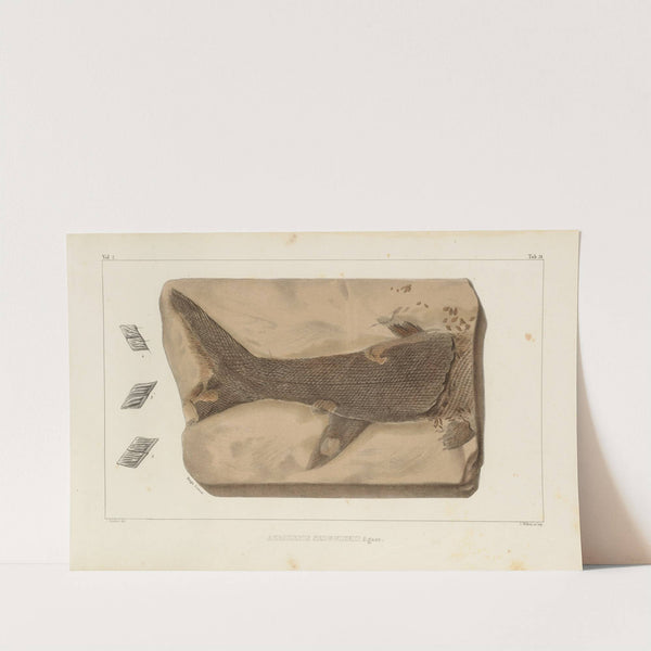 Recherches sur les poissons fossiles Pl.209 by Louis Agassiz