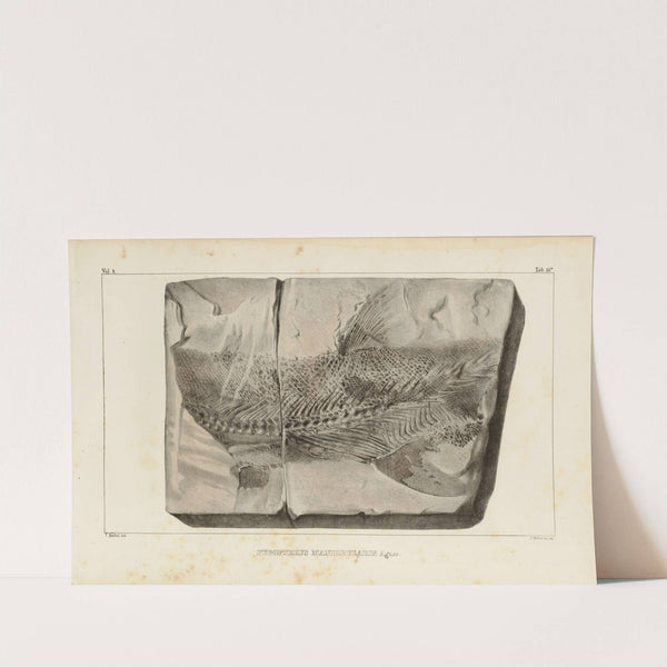 Recherches sur les poissons fossiles Pl.211 by Louis Agassiz