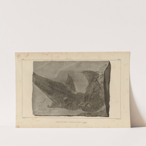 Recherches sur les poissons fossiles Pl.212 by Louis Agassiz