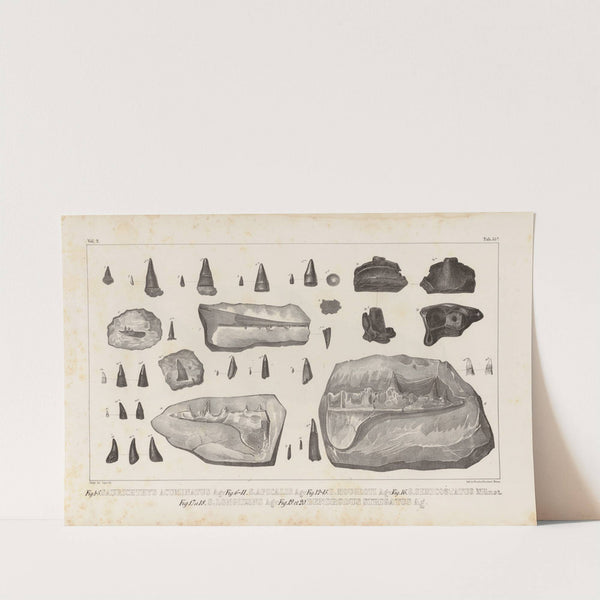 Recherches sur les poissons fossiles Pl.214 by Louis Agassiz