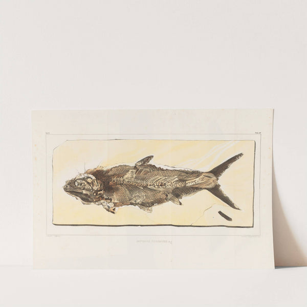 Recherches sur les poissons fossiles Pl.216 by Louis Agassiz