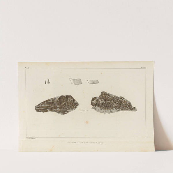 Recherches sur les poissons fossiles Pl.217 by Louis Agassiz