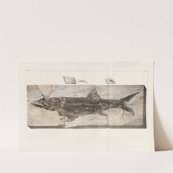 Recherches sur les poissons fossiles Pl.218 by Louis Agassiz