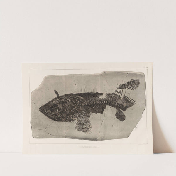Recherches sur les poissons fossiles Pl.219 (1833-1843) by Louis Agassiz