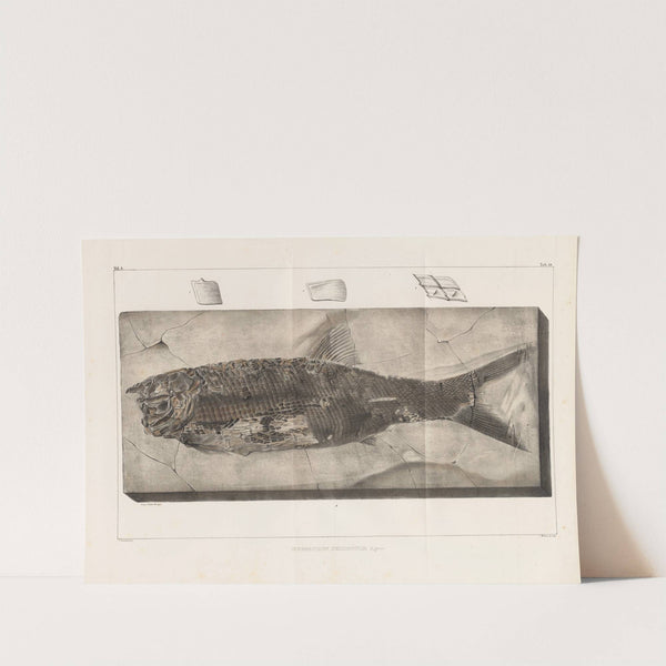 Recherches sur les poissons fossiles Pl.220 by Louis Agassiz