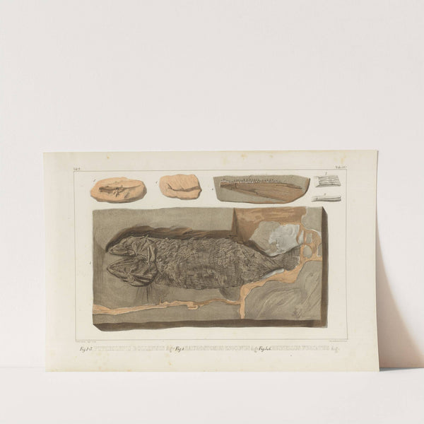 Recherches sur les poissons fossiles Pl.222 by Louis Agassiz