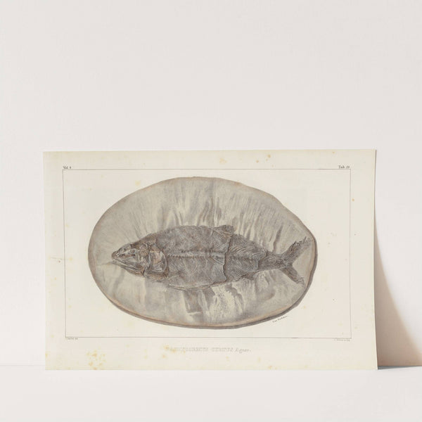 Recherches sur les poissons fossiles Pl.223 by Louis Agassiz