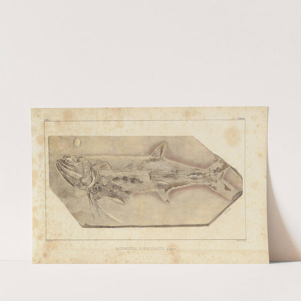 Recherches sur les poissons fossiles Pl.225 by Louis Agassiz