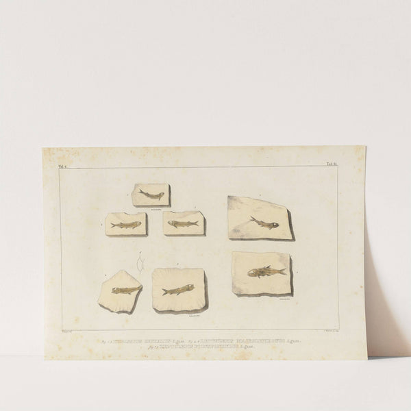 Recherches sur les poissons fossiles Pl.226 by Louis Agassiz