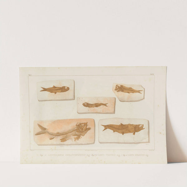 Recherches sur les poissons fossiles Pl.227 by Louis Agassiz