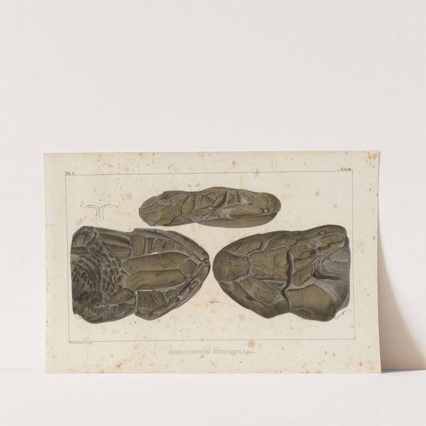 Recherches sur les poissons fossiles Pl.229 by Louis Agassiz