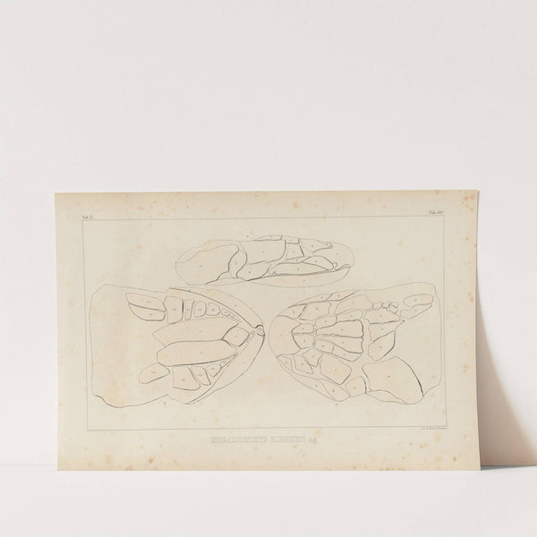 Recherches sur les poissons fossiles Pl.230 by Louis Agassiz