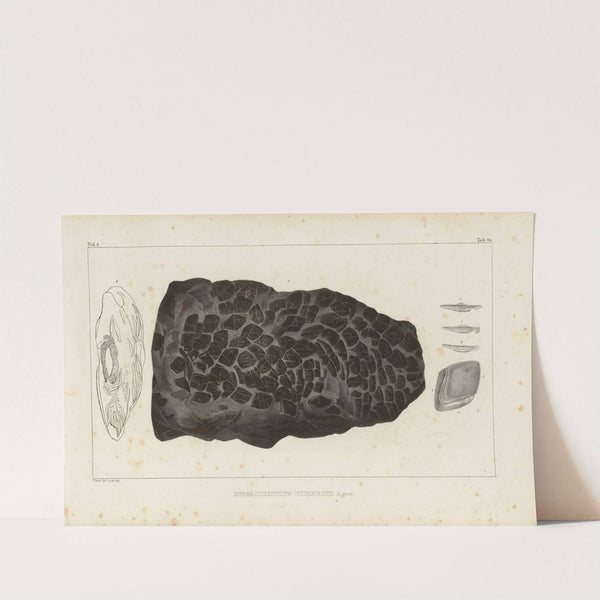 Recherches sur les poissons fossiles Pl.231 by Louis Agassiz