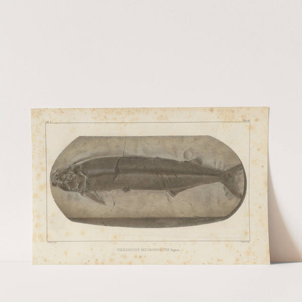 Recherches sur les poissons fossiles Pl.232 by Louis Agassiz