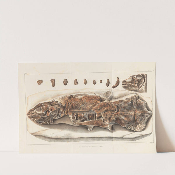 Recherches sur les poissons fossiles Pl.234 by Louis Agassiz